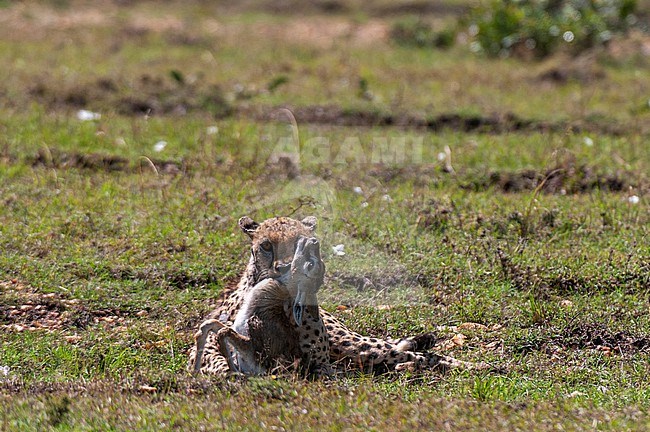 A cheetah, Acinonyx jubatus, killing a Thomson's gazelle cub, Gazella thomsoni. Masai Mara National Reserve, Kenya. stock-image by Agami/Sergio Pitamitz,