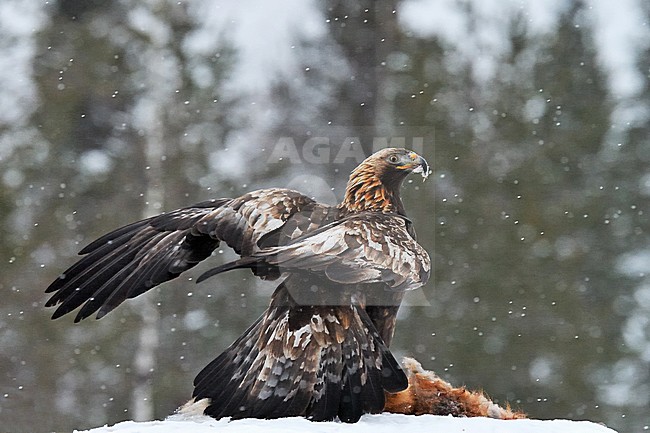 Steenarend in de sneeuw, Golden Eagle in the snow stock-image by Agami/Jari Peltomäki,