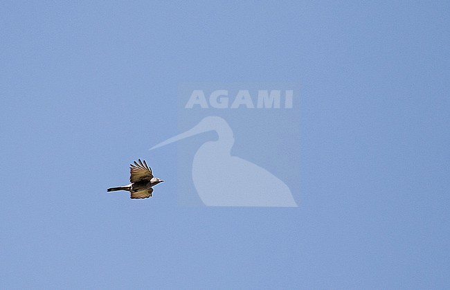 in the Philippines. stock-image by Agami/Pete Morris,