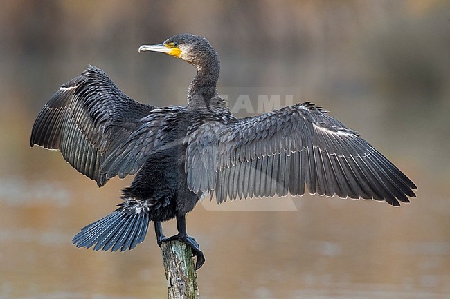 Great Cormorant (Phalacrocorax carbo sinensis) drying its wings after swimming. stock-image by Agami/Daniele Occhiato,