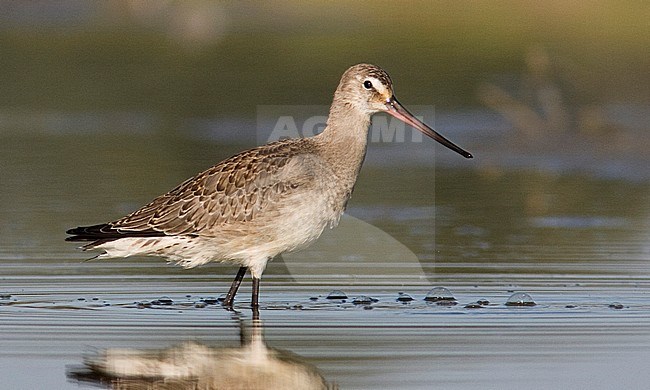 First-winter Hudsonian Godwit (Limosa haemastica) wading in shallow water Salinas Wetlands in Monterey, California, United States. stock-image by Agami/Brian Sullivan,