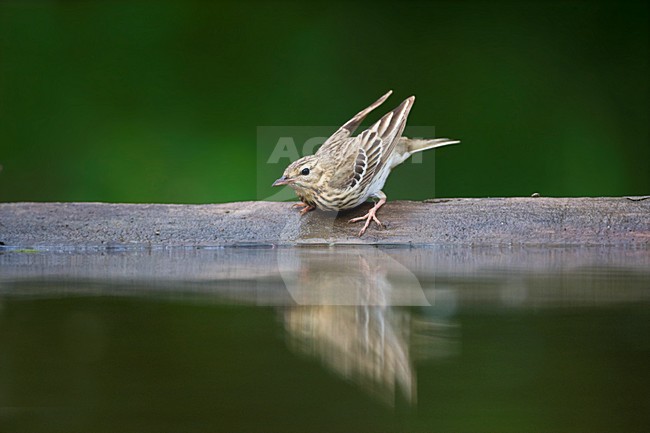 Boompieper bij drinkplaats; Tree Pipit at drinking site stock-image by Agami/Marc Guyt,