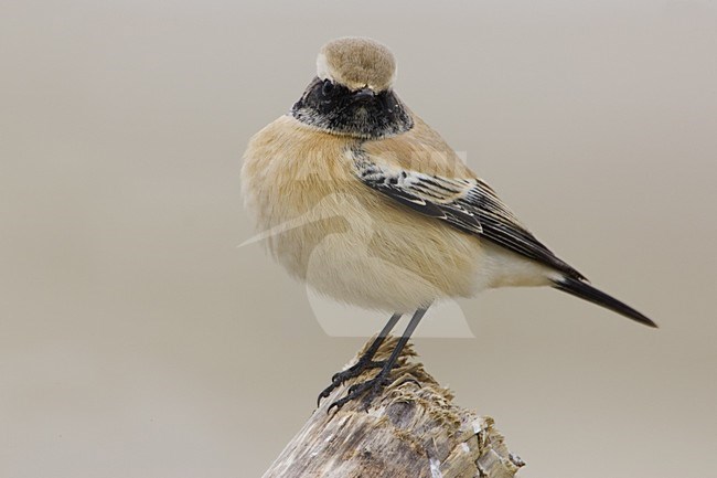 Desert Wheatear adult male; Woestijntapuit volwassen man stock-image by Agami/Daniele Occhiato,