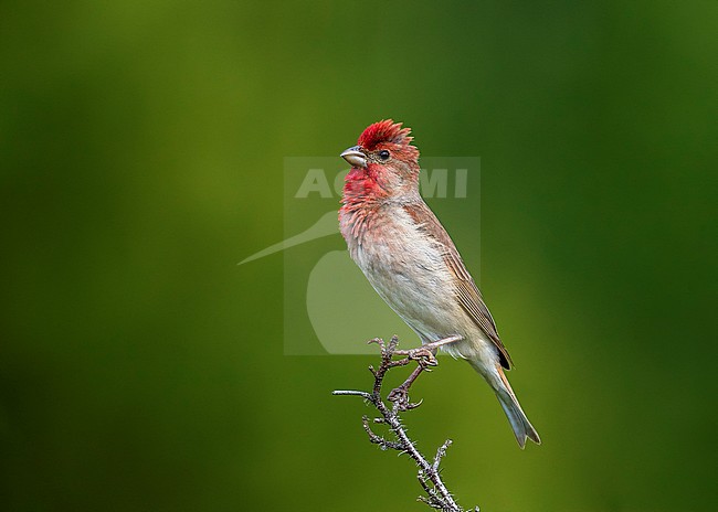 Adult male Common Rosefinch perched on a branch near Monetnyy, Russian Federation. June 2016. stock-image by Agami/Vincent Legrand,