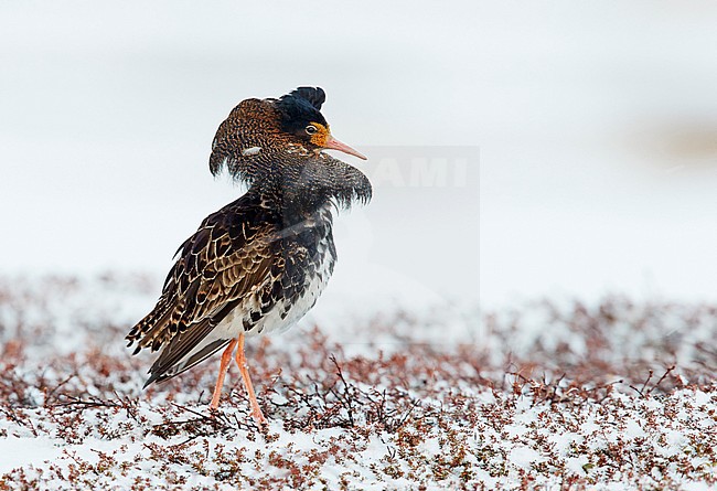 Ruff (Philomachus pugnax) Vardö Norway May 2017 stock-image by Agami/Markus Varesvuo,