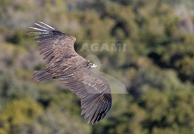 Cinereous Vulture (Aegypius monachus) in the Extremadura in Spain. Soaring over natural forest in the countryside. stock-image by Agami/Marc Guyt,