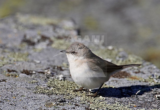 Braamsluiper op de grond; Lesser Whitethroat on the ground stock-image by Agami/Markus Varesvuo,