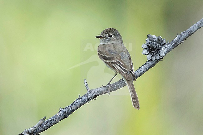 Adult Dusky Flycatcher (Empidonax oberholseri) perched on branch in Tunkwa Lake, British Columbia, Canada. Looking over it’s shoulder. stock-image by Agami/Brian E Small,