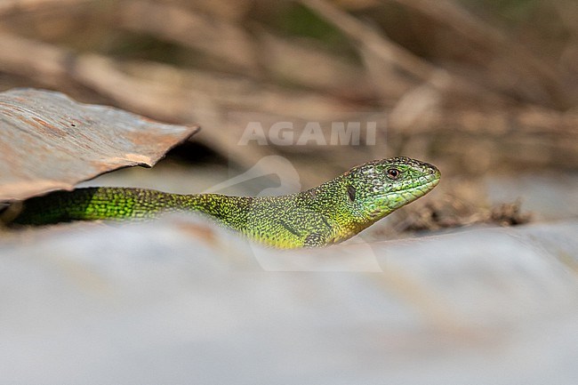 Western Green Lizard (Lacerta bilineata), sunbathing on a sheet, with a brown background, in Brittany, France. stock-image by Agami/Sylvain Reyt,