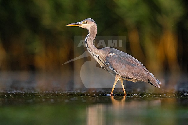 Grey Heron (Ardea cinerea) in Italy. stock-image by Agami/Daniele Occhiato,