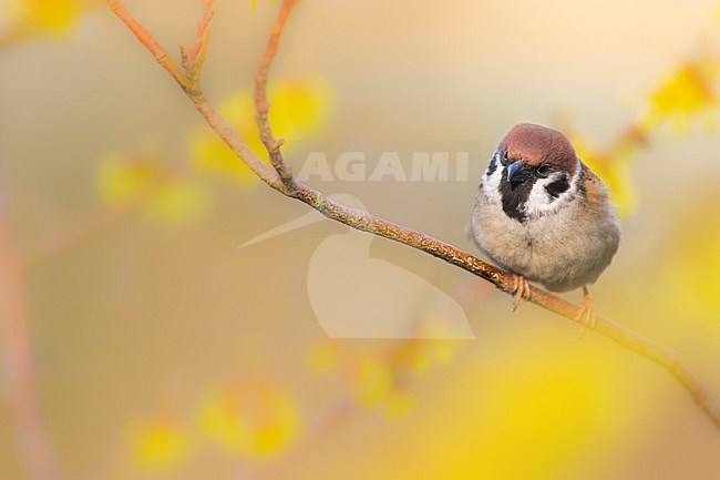 Eurasian Tree Sparrow, Passer montanus stock-image by Agami/Wil Leurs,