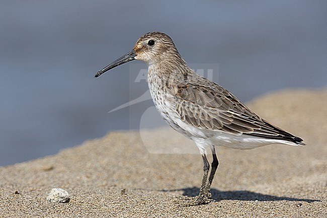Dunlin (Calidris alpina), side view of an adult moulting to breeding plumage, Campania, Italy stock-image by Agami/Saverio Gatto,