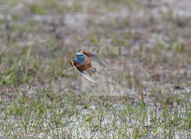 Adult male Rufous-tailed Rock Thrush (Monticola saxatilis) in flight in Turkey. stock-image by Agami/Tomi Muukkonen,