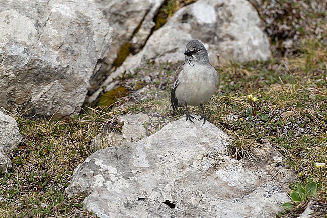adult female white-winged snowfinch (Montifringilla nivalis) perching on the ground found in Austrian Alps stock-image by Agami/Mathias Putze,
