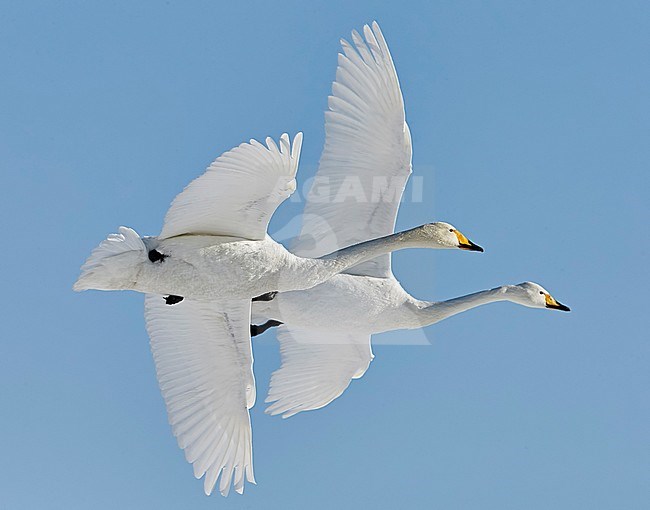 Whooper Swan (Cygnus cygnus) wintering on Hokkaido in northern Japan. stock-image by Agami/Markus Varesvuo,