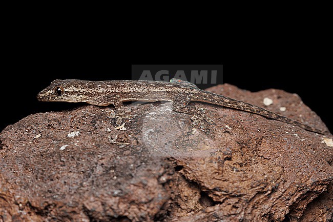 Asian House Gecko (Hemidactylus frenatus) taken the 31/10/2025 at San Cristóbal - Galapagos. stock-image by Agami/Nicolas Bastide,