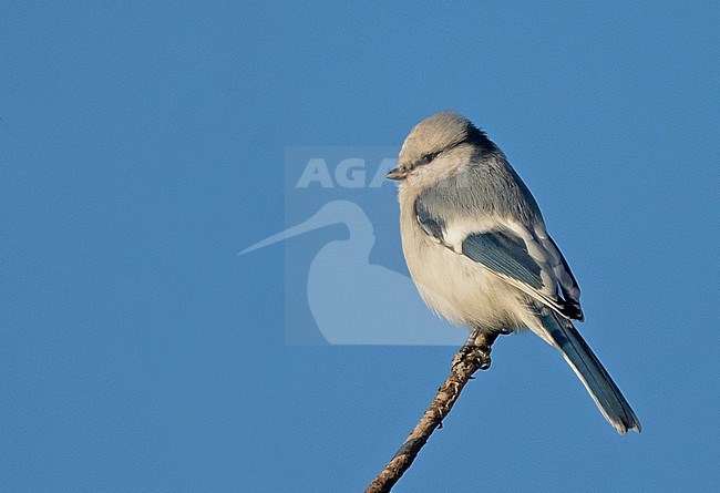 Azure Tit (Cyanistes cyanus) in riverine vegetation along the Tuul river just west of Ulaanbaator, Mongolia. stock-image by Agami/Eduard Sangster,