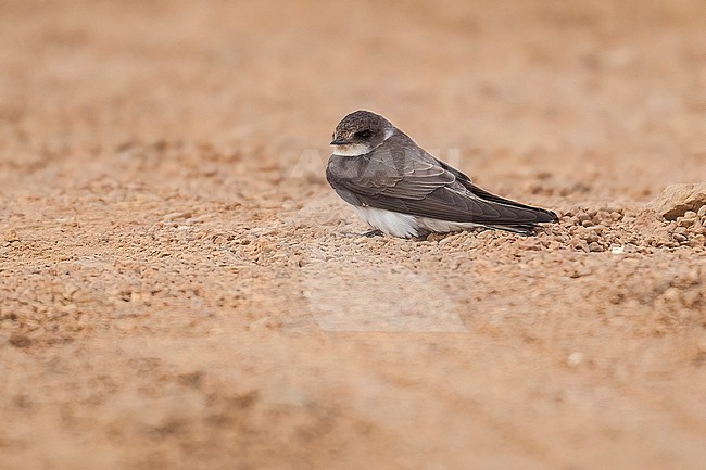 Sand Martin (Riparia riparia shelleyi) sitting on the ground in Sinai, Egypt. stock-image by Agami/Vincent Legrand,