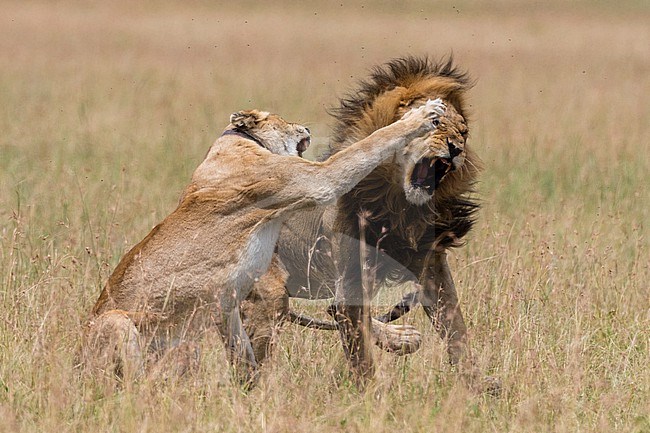 A radio collared lioness, Panthera leo, fighting off the male after mating. Seronera, Serengeti National Park, Tanzania stock-image by Agami/Sergio Pitamitz,
