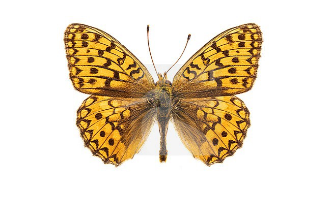 Niobe Fritillary, Duinparelmoervlinder, Fabriciana niobe stock-image by Agami/Wil Leurs,