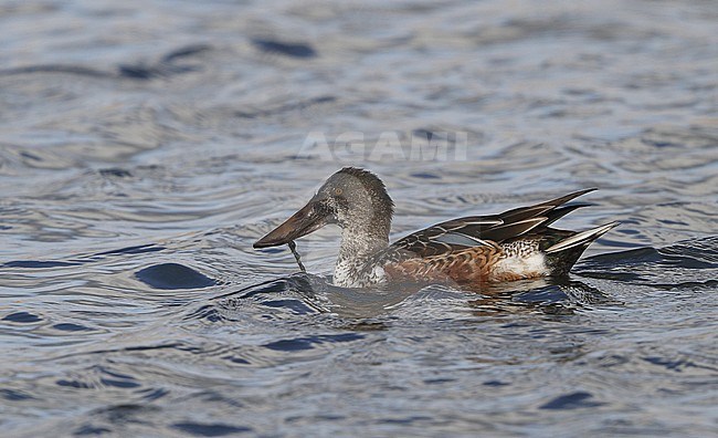 Northern Shoveler (Anas clypeata), presumed eclipse male, swimming on a lagoon near Vallensbæk in Denmark. stock-image by Agami/Helge Sorensen,