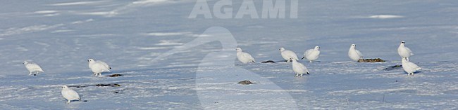 Alpensneeuwhoenders in de sneeuw; Rock Ptarmigans in snow stock-image by Agami/Markus Varesvuo,