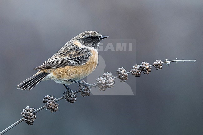 Roodborsttapuit; European Stonechat; Saxicola rubicola stock-image by Agami/Daniele Occhiato,