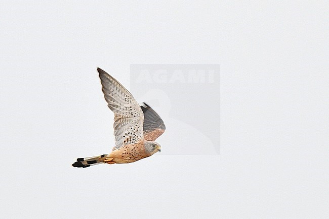 Moulting male Lesser Kestrel (Falco naumanni) in autumn plumage in Spain. stock-image by Agami/Laurens Steijn,