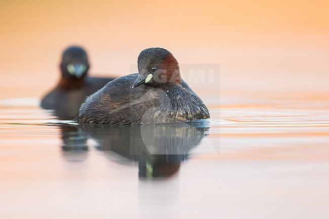 Pair of Little Grebes (Tachybaptus ruficollis ruficollis) swimming in a lake in Austria (Vorarlberg). stock-image by Agami/Ralph Martin,