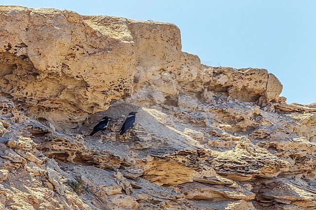 Adult Pied Crow (Corvus albus) near café Chtoukan, Western Sahara. stock-image by Agami/Vincent Legrand,