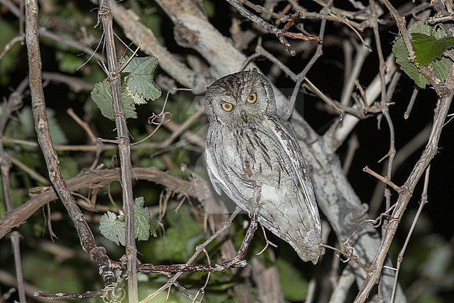 Pallid scops owl (Otus brucei) in Iran. stock-image by Agami/Pete Morris,