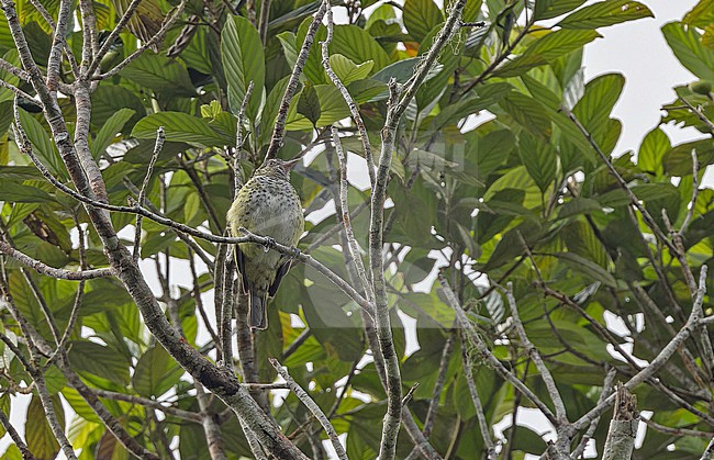 Sharpbill (Oxyruncus cristatus) in Panama. stock-image by Agami/Pete Morris,