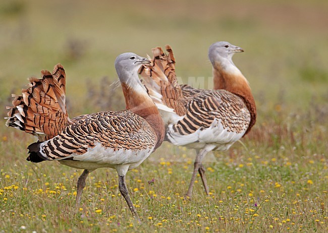 Mannetje Grote trap; Male Great Bustard stock-image by Agami/Markus Varesvuo,