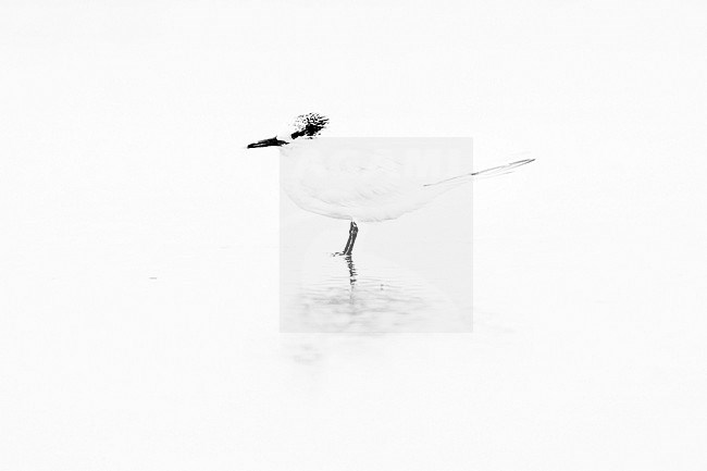 Sandwich Tern (Thalasseus sandvicensis), side view of an adult in winter plumage standing in the water, Campania, Italy stock-image by Agami/Saverio Gatto,