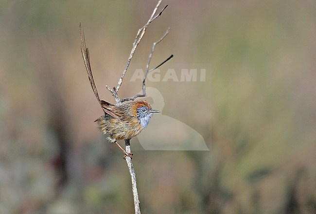 Mallee-emoesluiper; Mallee Emu-Wren (Stipiturus mallee) stock-image by Agami/Pete Morris,