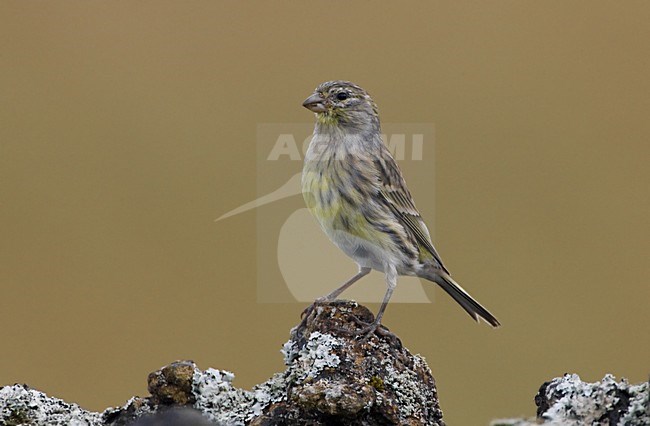 Atlantic Canary perched on rock; Kanarie zittend op rots stock-image by Agami/Daniele Occhiato,