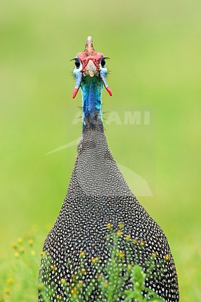 Mannetje Helmparelhoen, Male Helmeted Guineafowl stock-image by Agami/Wil Leurs,