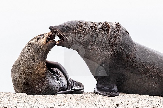 Cape Fur Seal (Arctocephalus pusillus), a male and a female close to each other, Western Cape, South Africa stock-image by Agami/Saverio Gatto,