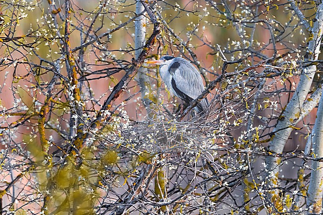 Grey Heron (Ardea cinerea) in Italy. stock-image by Agami/Daniele Occhiato,