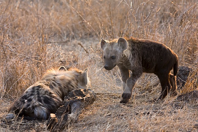 Rustende Gevlekte Hyena\'s; Resting Spotted Hyena\'s stock-image by Agami/Marc Guyt,