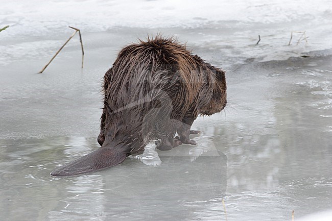 Europese Bever in de winter; European Beaver in winter stock-image by Agami/Karel Mauer,
