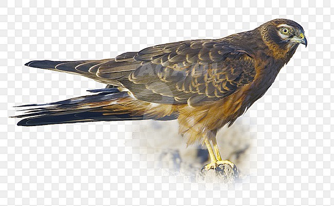 Grauwe Kiekendief, Montagus Harrier, Circus pygargus stock-image by Agami/Markus Varesvuo,