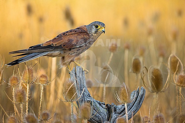 Male Common Kestrel (Falco tinnunculus) in Italy. Perched on a wooden pole in an agricultural field. stock-image by Agami/Daniele Occhiato,