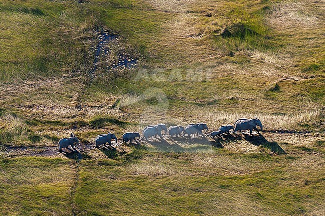 An aerial view of a herd of African elephants, Loxodonda africana, following a trail in tall grass. Okavango Delta, Botswana. stock-image by Agami/Sergio Pitamitz,