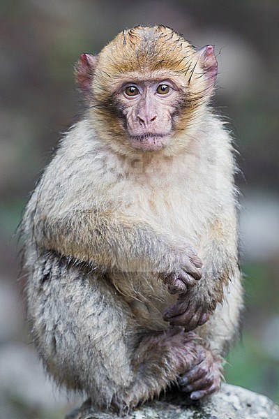 Barbary Macaque (Macaca sylvanus), juvenile sitting on a rock stock-image by Agami/Saverio Gatto,