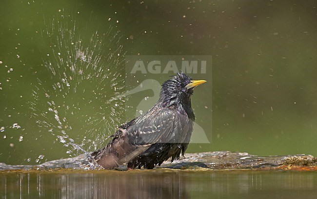 Badderende Spreeuw; Bathing Common Starling stock-image by Agami/Jari Peltomäki,