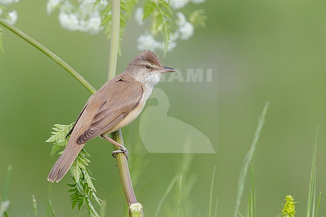 Great Reed Warbler (Acrocephalus arundinaceus), side view of an adult perched on a stem, Campania, Italy stock-image by Agami/Saverio Gatto,