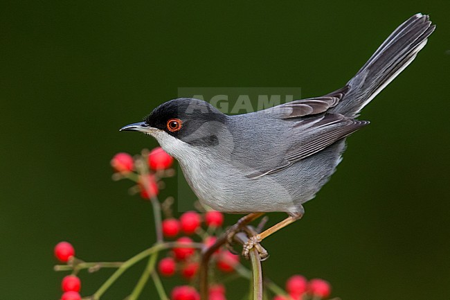 Sarddinian Warbler (Sylvia melanocephala), adult male perched on a branch with berries stock-image by Agami/Saverio Gatto,