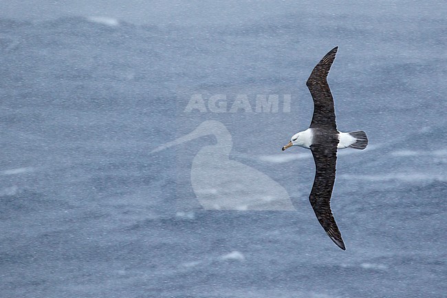 Black-browed Albatross (Thalassarche melanophris) flying over the ocean searching for food near South Georgia Island. stock-image by Agami/Glenn Bartley,