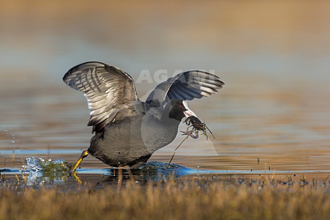 Meerkoet foeragerend op zoetwater kreeft; Eurasian Coot foraging on crayfish stock-image by Agami/Daniele Occhiato,